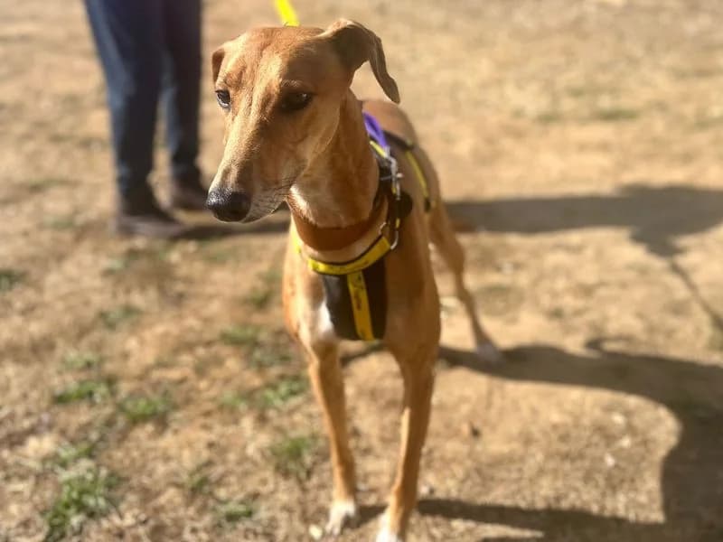 Dolly, female 6yo Lurcher for adoption at Dogs Trust Snetterton, Snetterton