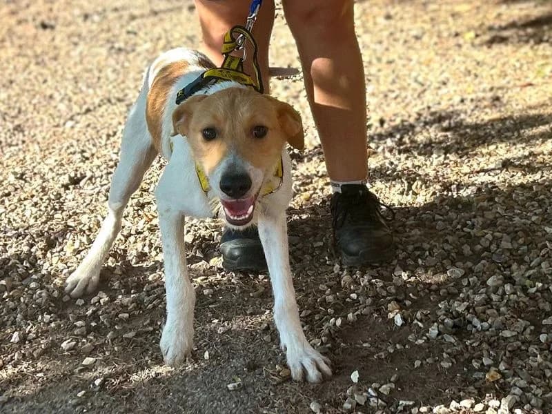 Tarzan, male young Lurcher for adoption at Dogs Trust Snetterton, Snetterton