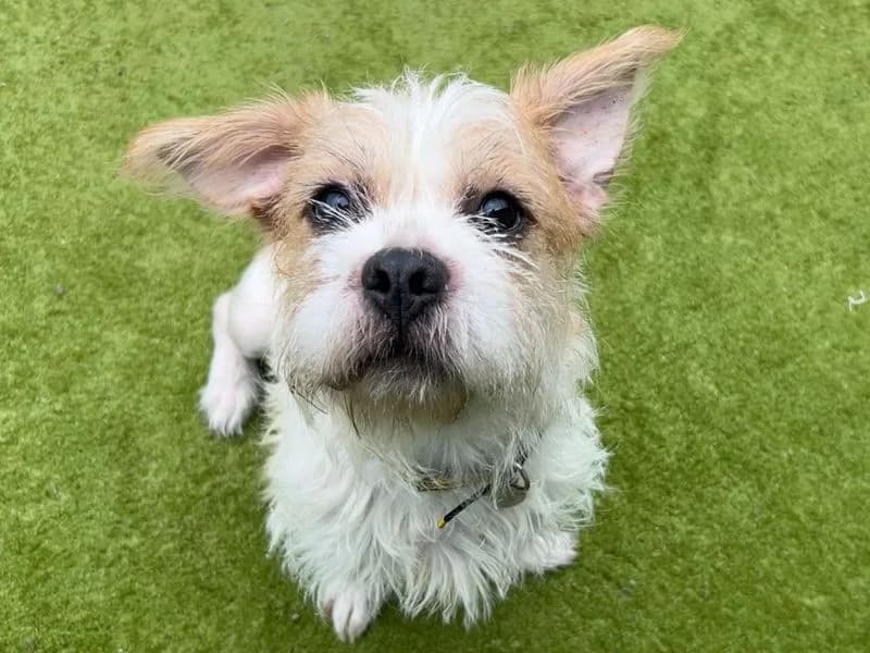 Cleo, female young Shih Tzu for adoption at Dogs Trust Snetterton, Snetterton