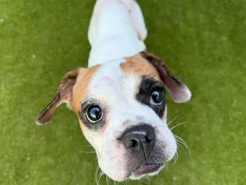 Millie, female young English Bulldog for adoption at Dogs Trust Snetterton, Snetterton