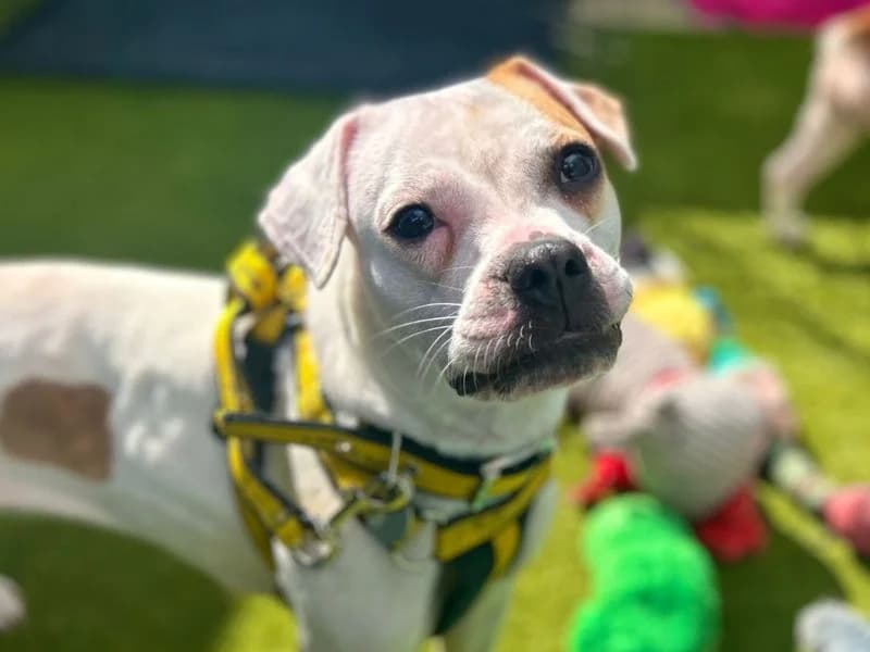 Saffie, female young mixed breed for adoption at Dogs Trust Snetterton, Snetterton