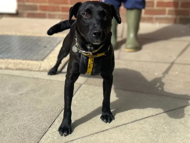 Shane, male 4yo mixed breed for adoption at Dogs Trust Snetterton, Snetterton