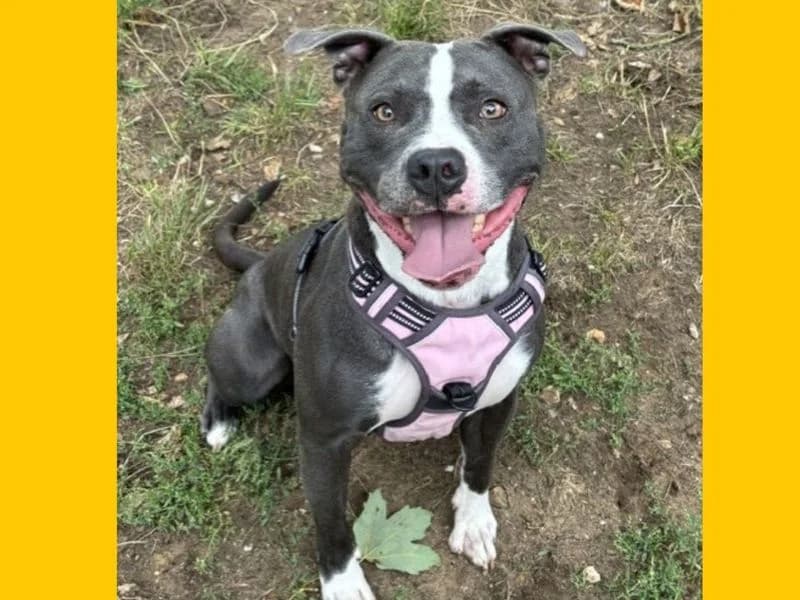 Kali, female 4yo Staffordshire Bull Terrier for adoption at Dogs Trust Snetterton, Snetterton