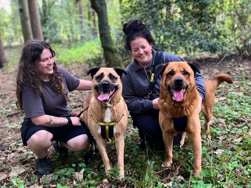 Bourbon, male 6yo Mixed Breed for adoption at Dogs Trust Snetterton, Snetterton