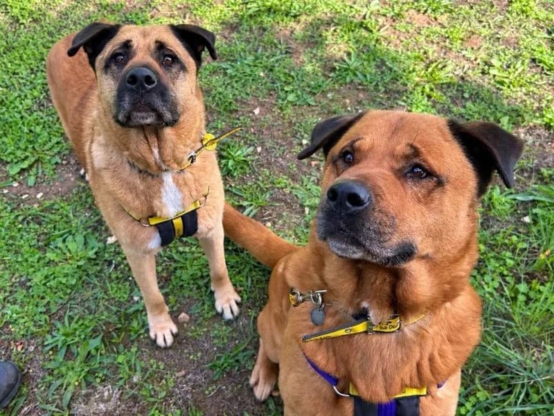 Bourbon, male 6yo Mixed Breed for adoption at Dogs Trust Snetterton, Snetterton