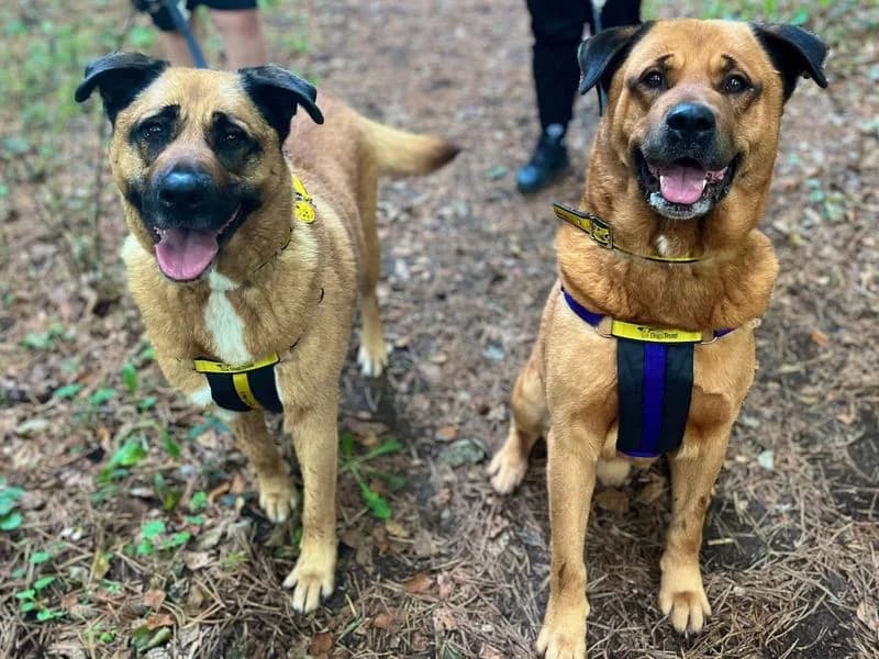 Honey, female 6yo Mixed Breed for adoption at Dogs Trust Snetterton, Snetterton