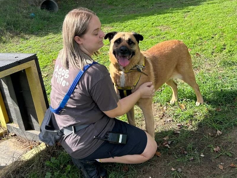 Honey, female 6yo Mixed Breed for adoption at Dogs Trust Snetterton, Snetterton