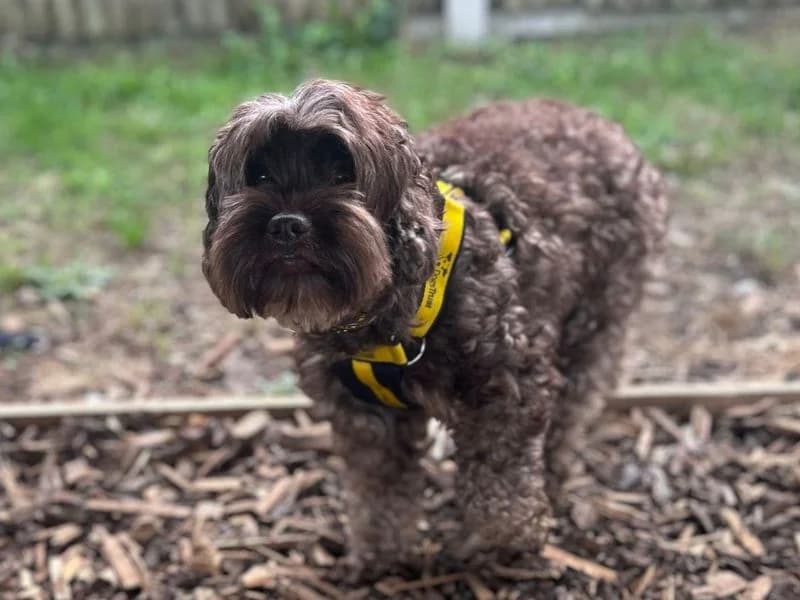Malt, female 3yo Cocker Spaniel for adoption at Dogs Trust Snetterton, Snetterton