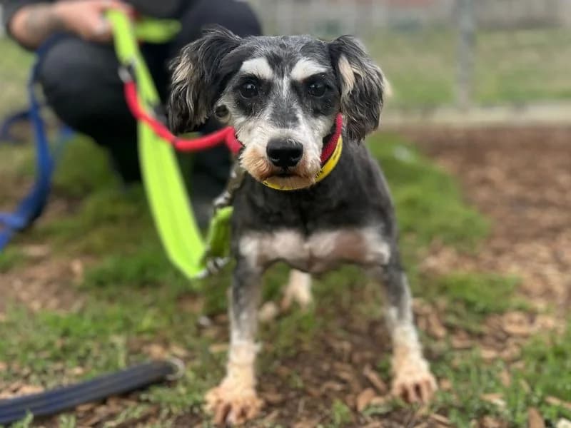 Lady S, female 3yo mixed breed for adoption at Dogs Trust Snetterton, Snetterton
