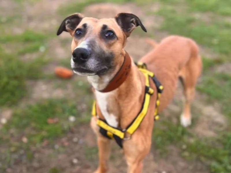 Moretti, male young Lurcher for adoption at Dogs Trust Snetterton, Snetterton