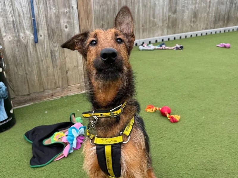 Marigold, female 3yo Airedale Terrier for adoption at Dogs Trust Snetterton, Snetterton