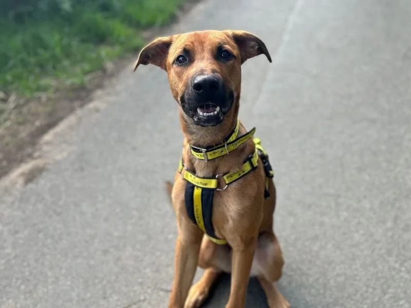 Krypto, male young Mixed Breed for adoption at Dogs Trust Snetterton, Snetterton
