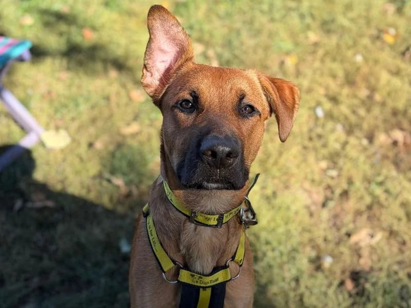 Krypto, male young Mixed Breed for adoption at Dogs Trust Snetterton, Snetterton