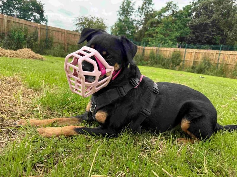 Twiglet, female senior Mixed Breed for adoption at Dogs Trust West Calder, West Calder