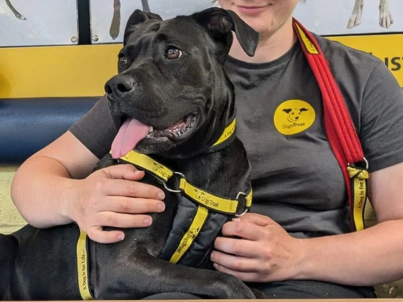 Kiwi, female 3yo Mixed Breed for adoption at Dogs Trust West Calder, West Calder