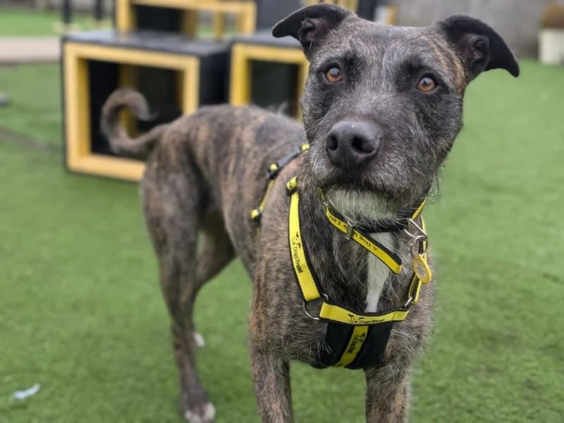 Lara Longlegs, female senior Lurcher for adoption at Dogs Trust West Calder, West Calder