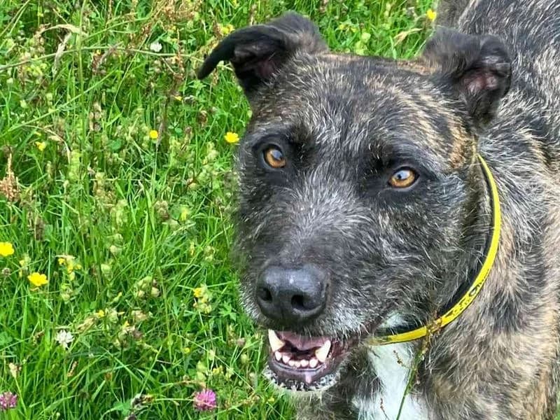 Lara Longlegs, female senior Lurcher for adoption at Dogs Trust West Calder, West Calder