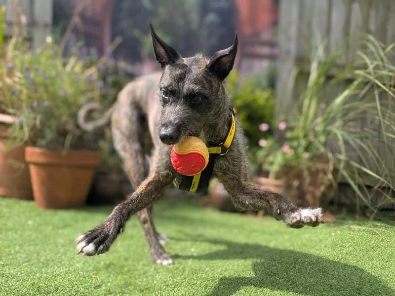 Lara Longlegs, female senior Lurcher for adoption at Dogs Trust West Calder, West Calder