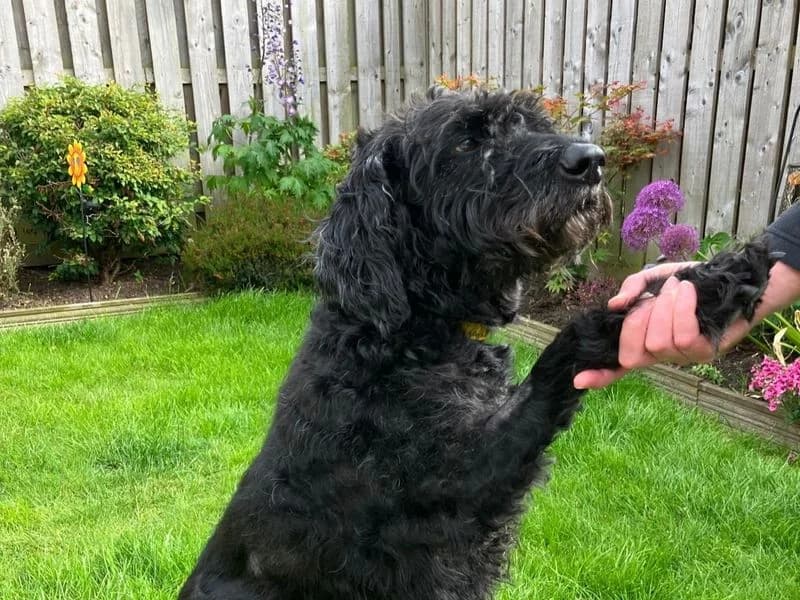 Woody, male senior Poodle for adoption at Dogs Trust West Calder, West Calder