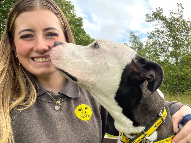 Colin, male 4yo Staffordshire Bull Terrier for adoption at Dogs Trust West Calder, West Calder