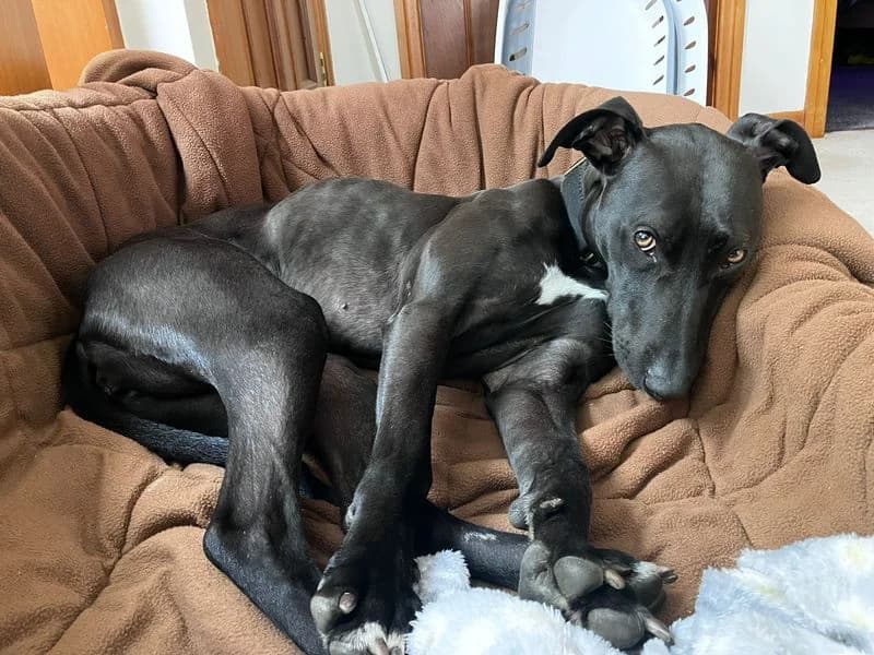 Lydia Longlegs, female 3yo mixed breed for adoption at Dogs Trust West Calder, West Calder