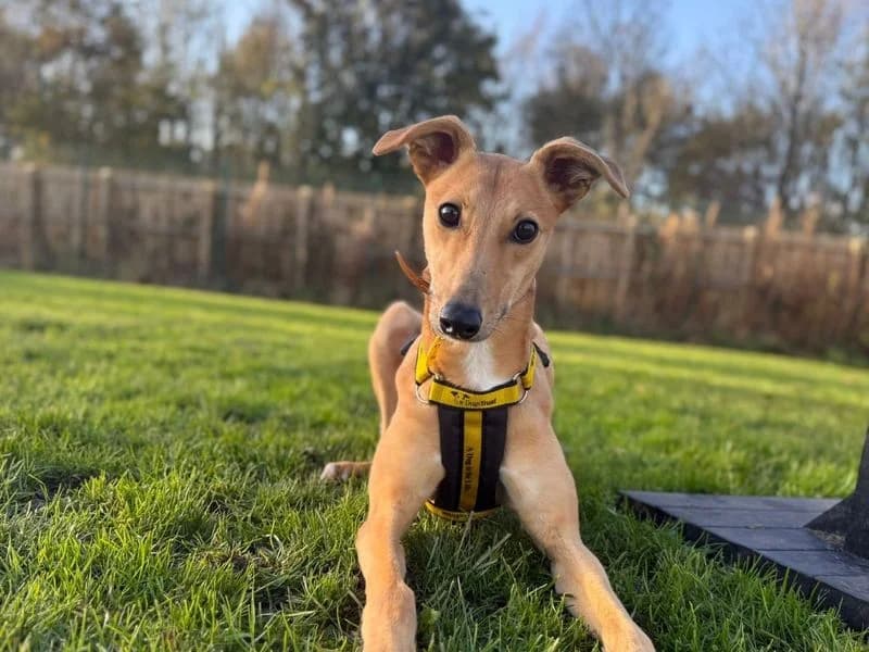 Lady Nessie Longlegs, female young Lurcher for adoption at Dogs Trust West Calder, West Calder