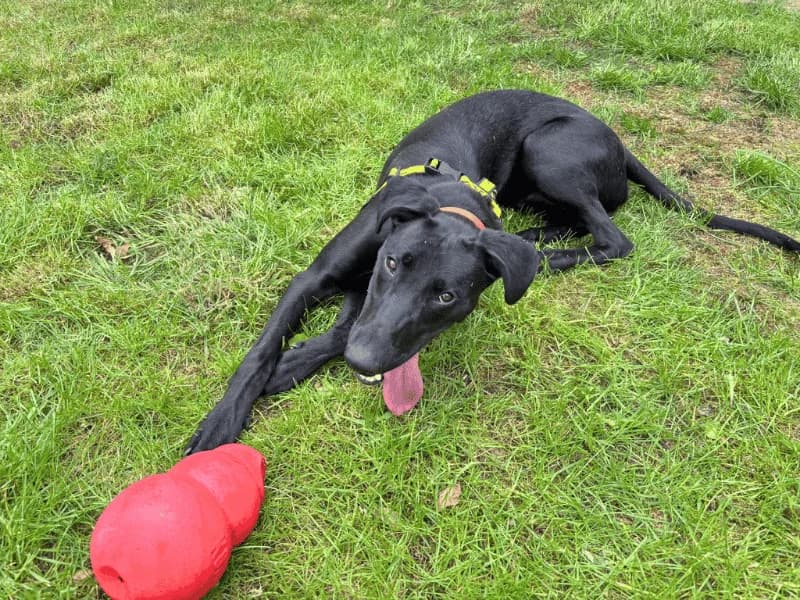 Lenny Longlegs, male young Lurcher for adoption at Dogs Trust West Calder, West Calder