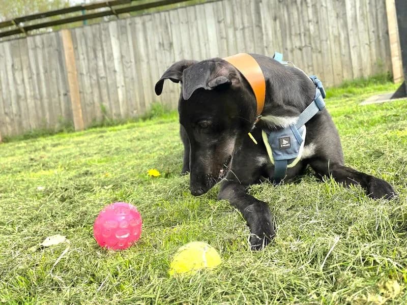 Layton Longlegs, male 5yo Greyhound for adoption at Dogs Trust West Calder, West Calder