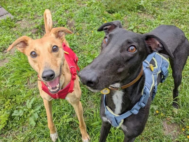 Layton Longlegs, male 5yo Greyhound for adoption at Dogs Trust West Calder, West Calder