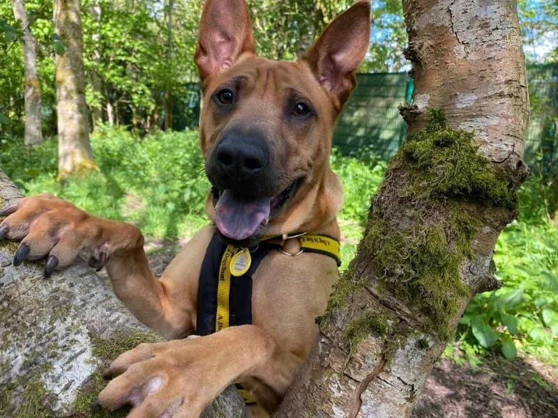 Mallow, male puppy Shar Pei for adoption at Dogs Trust West Calder, West Calder