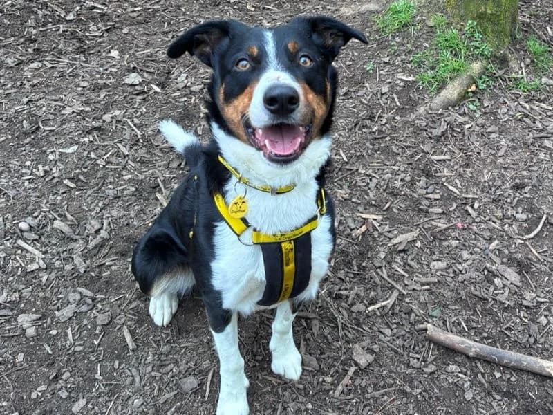 Pirlo, male 4yo Border Collie for adoption at Dogs Trust West Calder, West Calder
