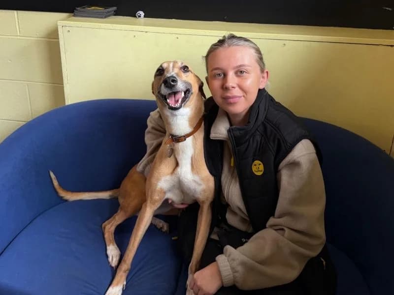 Lelli Longlegs, female 4yo Lurcher for adoption at Dogs Trust West Calder, West Calder