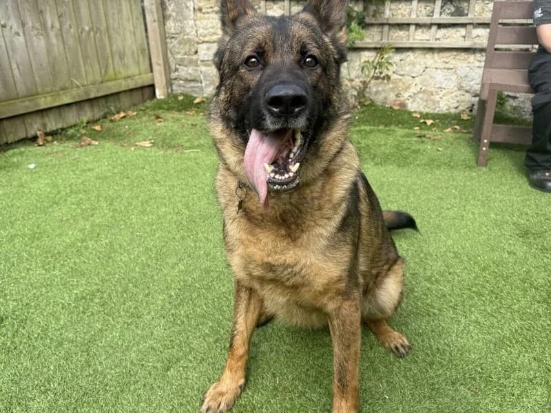 Samson, male 4yo mixed breed for adoption at Dogs Trust West Calder, West Calder