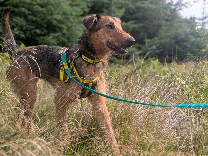 Tahini, male young Airedale Terrier for adoption at Dogs Trust West Calder, West Calder