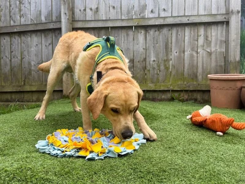 Dexter, male young Labrador Retriever for adoption at Dogs Trust West Calder, West Calder