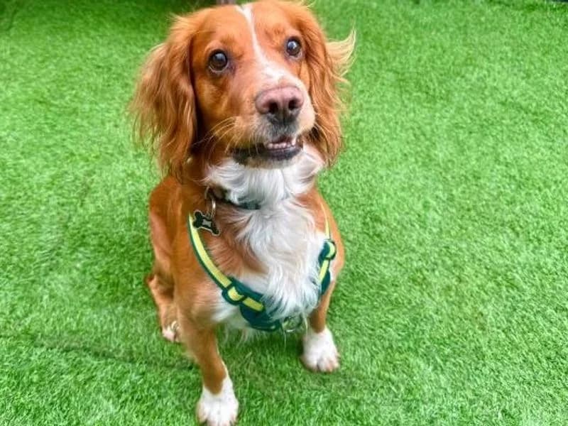 Teddy, male 4yo Cocker Spaniel for adoption at Dogs Trust West Calder, West Calder