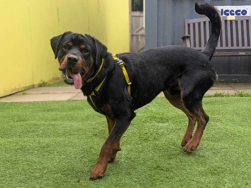 Timothy, male young Rottweiler for adoption at Dogs Trust West Calder, West Calder