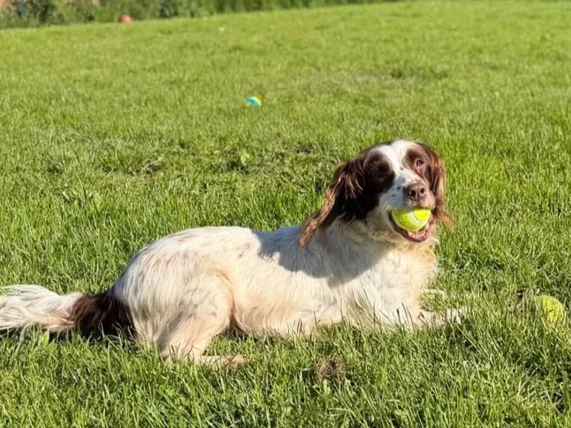 Wren, female senior mixed breed for adoption at Dogs Trust West Calder, West Calder