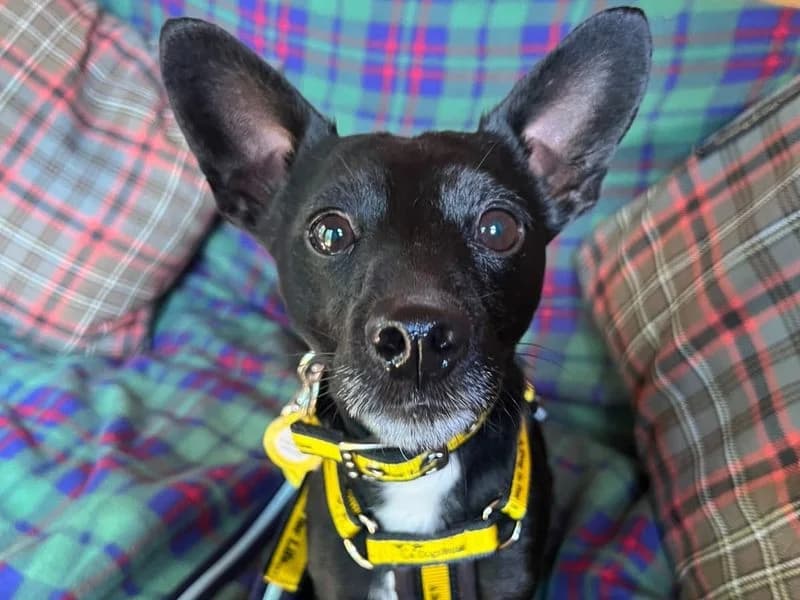Finley, male 3yo Jack Russell Terrier for adoption at Dogs Trust West Calder, West Calder