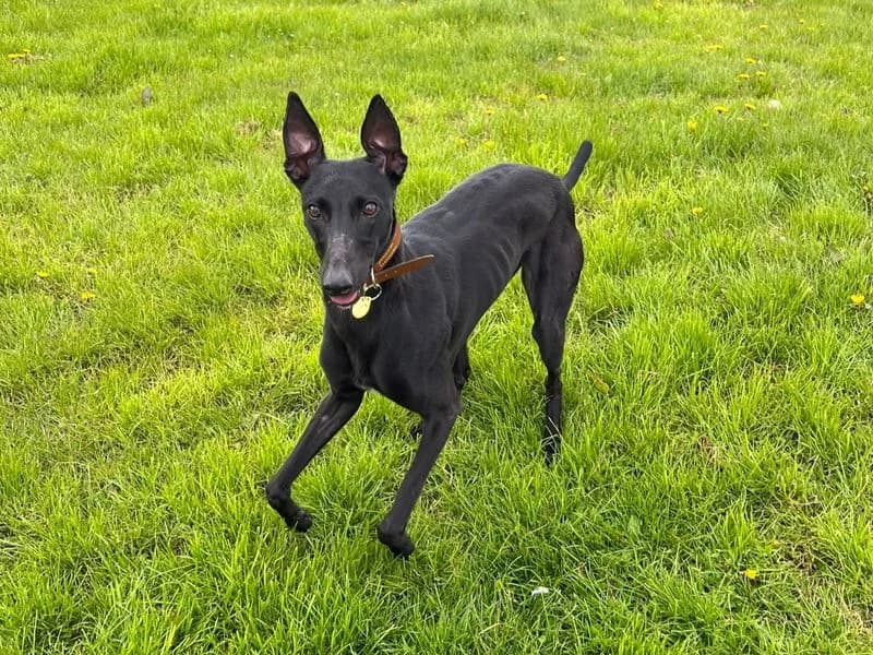 Lilo Longlegs, male 3yo Lurcher for adoption at Dogs Trust West Calder, West Calder