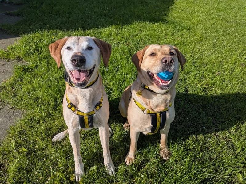Marley, male senior Labrador Retriever for adoption at Dogs Trust West Calder, West Calder