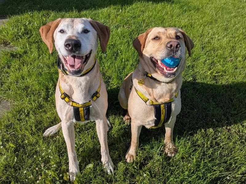 Molly, female 4yo Labrador Retriever for adoption at Dogs Trust West Calder, West Calder