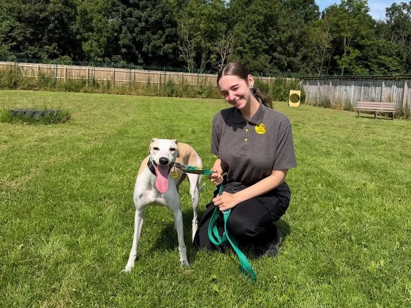 Lemon Longlegs, female 3yo mixed breed for adoption at Dogs Trust West Calder, West Calder