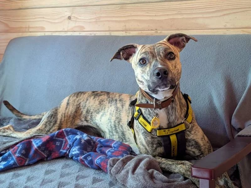 Lime Longlegs, female young Whippet for adoption at Dogs Trust West Calder, West Calder
