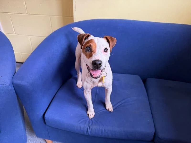 Vespa, female senior Jack Russell Terrier for adoption at Dogs Trust West Calder, West Calder