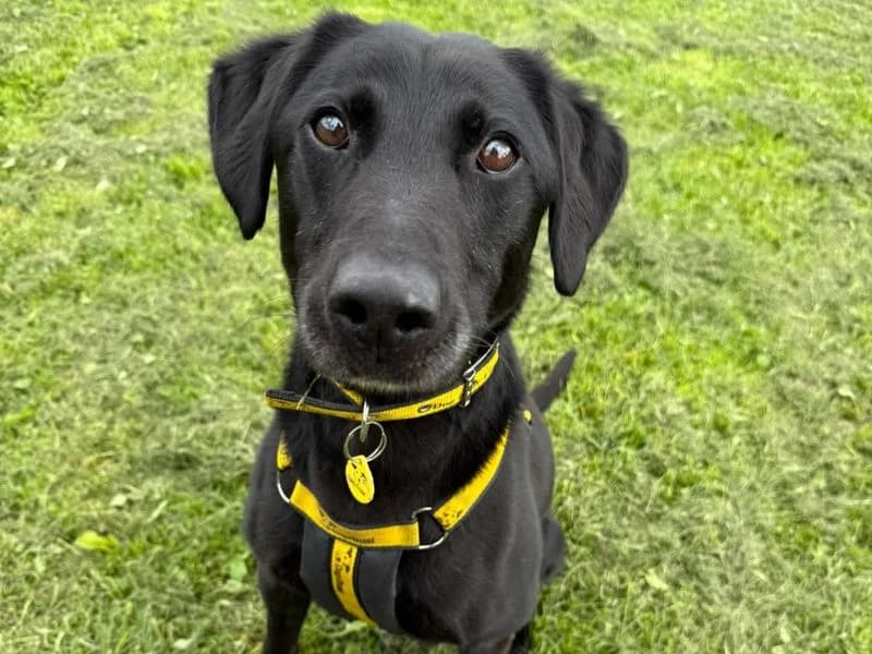 Xander, male senior Labrador Retriever for adoption at Dogs Trust West Calder, West Calder