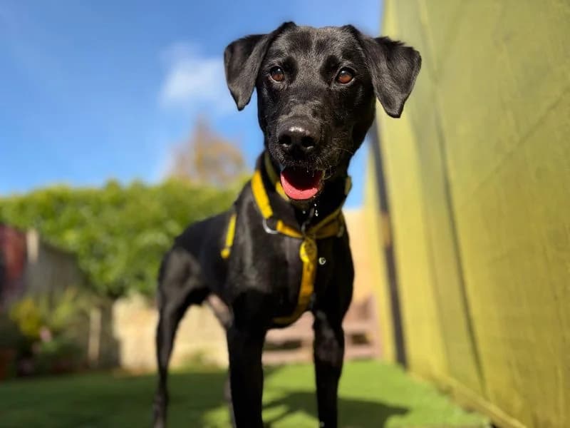 Benji, male senior Labrador Retriever for adoption at Dogs Trust West Calder, West Calder