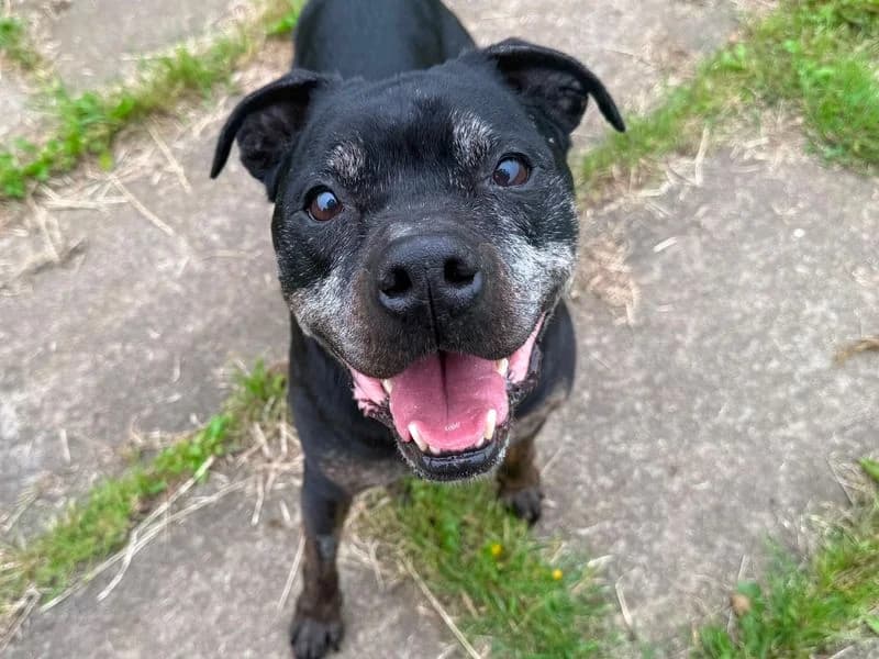 Yogi, male senior Staffordshire Bull Terrier for adoption at Dogs Trust West Calder, West Calder
