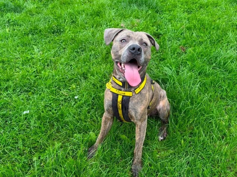 Squish, male 4yo Staffordshire Bull Terrier for adoption at Dogs Trust West Calder, West Calder
