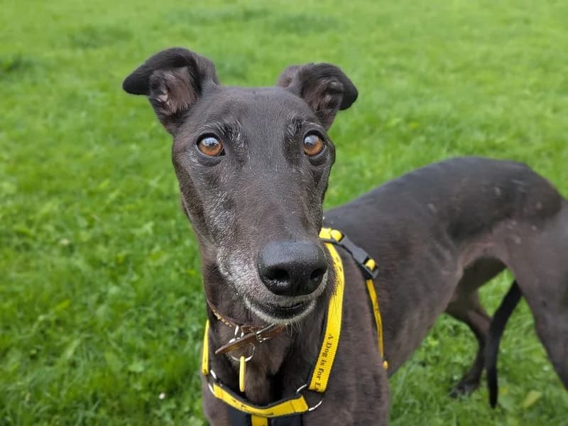 Lottie Longlegs, female 5yo Greyhound for adoption at Dogs Trust West Calder, West Calder